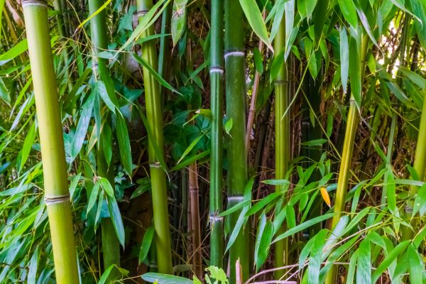 Cost of Bamboo Trimming in South Bend