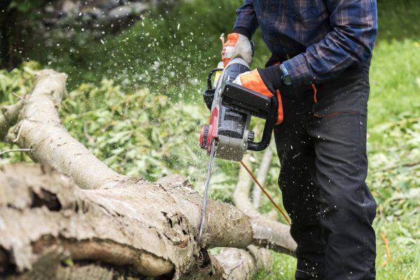 Branch Removal Service in South Bend