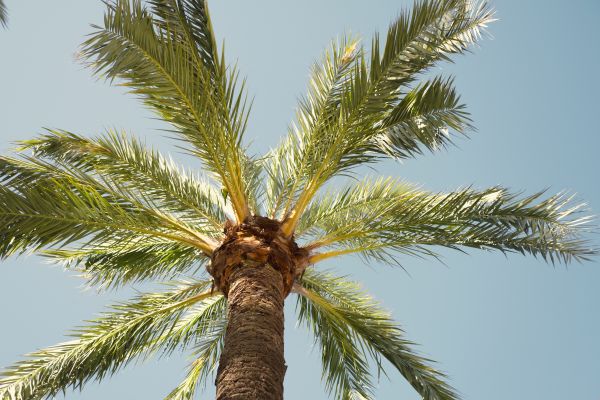 Palm Tree Pruning in South Bend