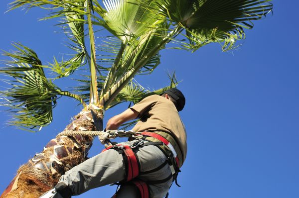 Palm Tree Trimming in South Bend
