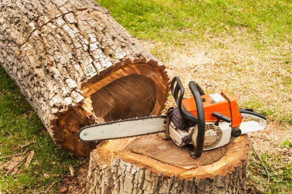 Tree Cutting Service in South Bend