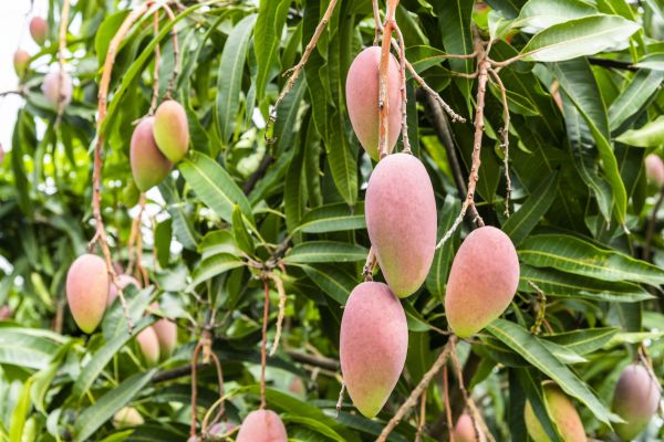 Mango Tree Trimming in South Bend