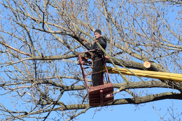 Emergency Tree Trimming in South Bend