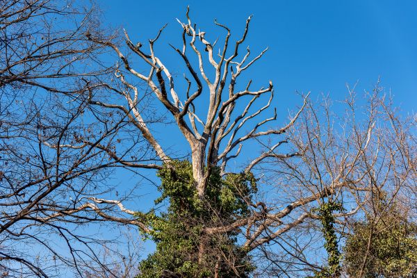 Deadwood Removal in South Bend