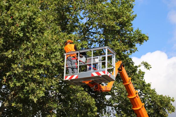 Commercial Tree Service in South Bend