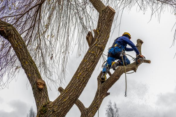 Cost of Tree Maintenance Service in South Bend