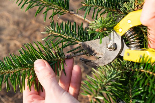 Pine Tree Pruning in South Bend