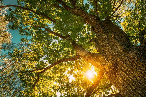Cost of Oak Tree Pruning in South Bend