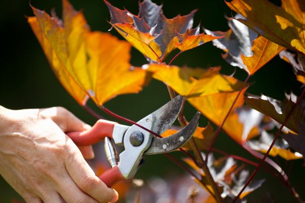 Cost of Maple Tree Pruning in South Bend