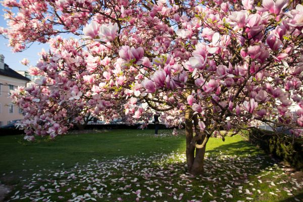 Cost of Magnolia Tree Pruning in South Bend