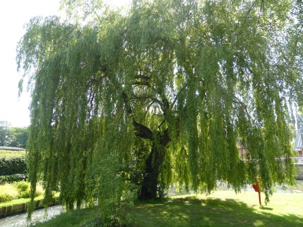 Cost of Willow Tree Trimming in South Bend