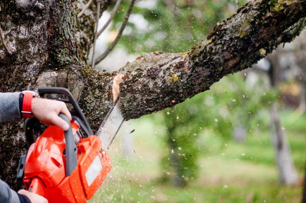 Cost of Tree Limbs Removal in South Bend