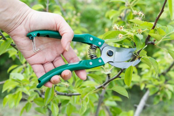 Cost of Pear Tree Pruning in South Bend