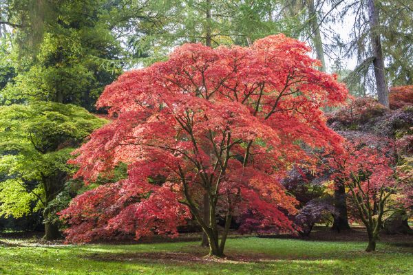 Japanese Maple Pruning in South Bend