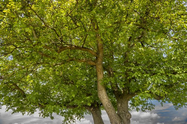 Walnut Tree Trimming in South Bend