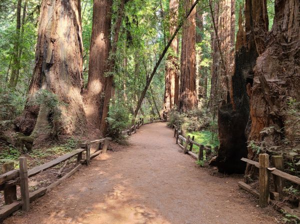 Redwood Tree Pruning in South Bend