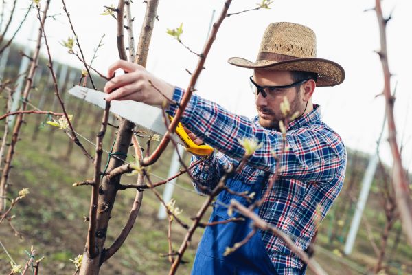 Orchard Tree Pruning in South Bend