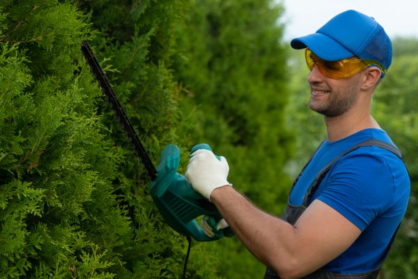 Tree Shaping Service in South Bend