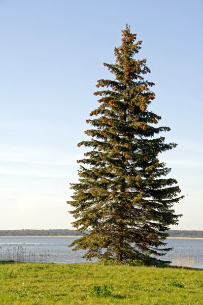 Cost of Spruce Tree Pruning in South Bend
