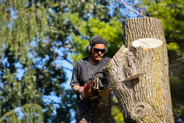 Ash Tree Pruning in South Bend
