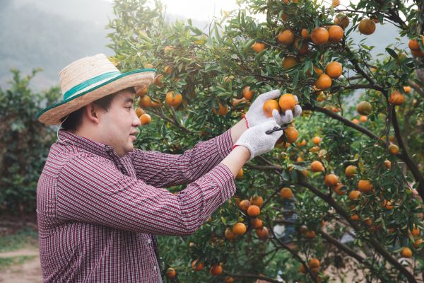 Cost of Orange Tree Pruning in South Bend