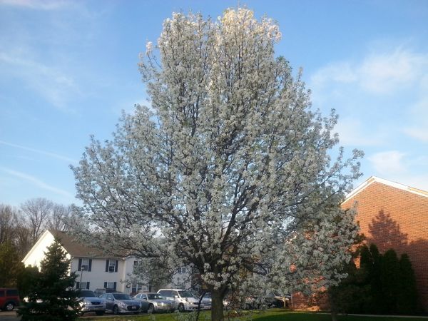 Cost of Bradford Pear Tree Pruning in South Bend