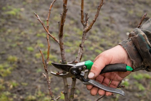 Cost of Pear Trees Pruning in South Bend