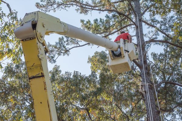 Limbs Trimming in South Bend