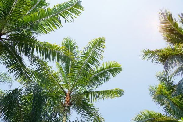 Queen Palm Tree Trimming in South Bend