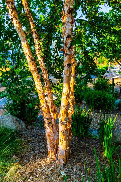 Cost of River Birch Trimming in South Bend