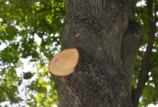 Limb Cutting in South Bend