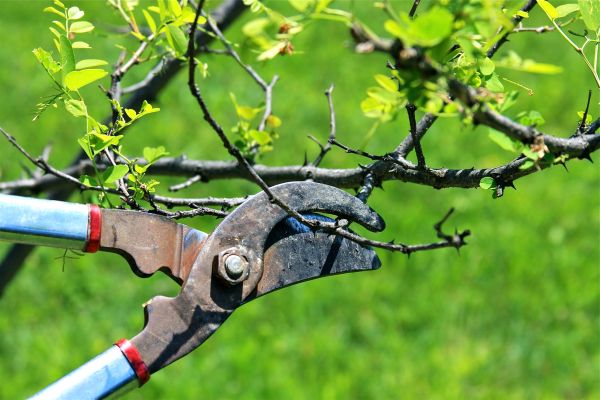 Branches Pruning in South Bend