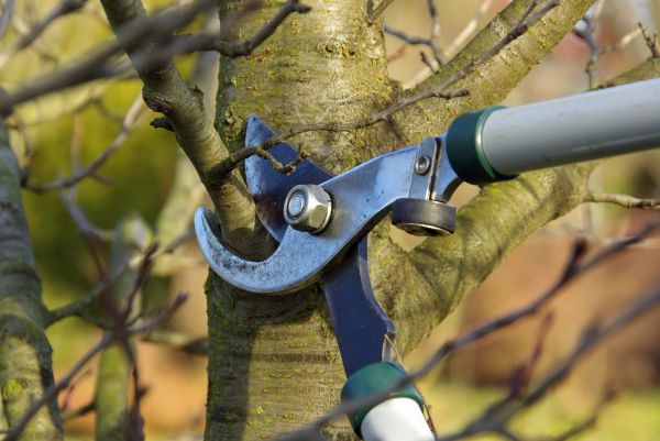 Tree Limb Trimming Service in South Bend