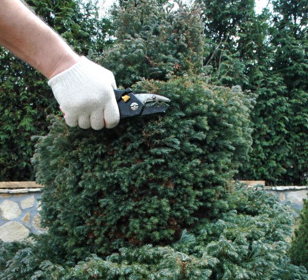 Ornamental Tree Trimming in South Bend
