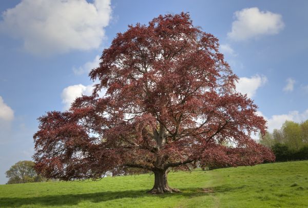 Beech Tree Pruning in South Bend