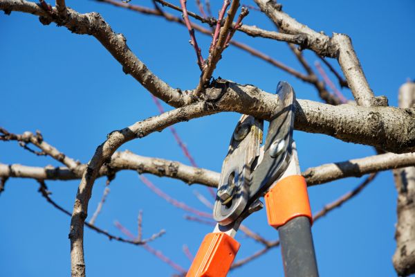 Tree Pruning in South Bend