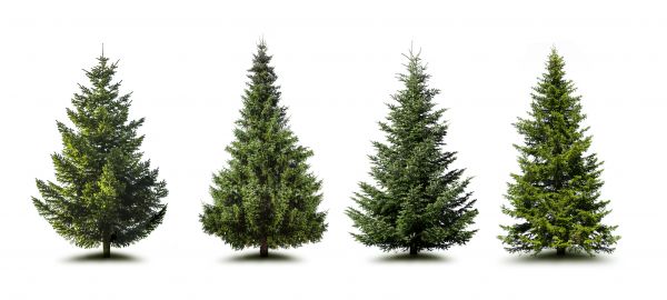 Cost of Pine Tree Trimming in South Bend