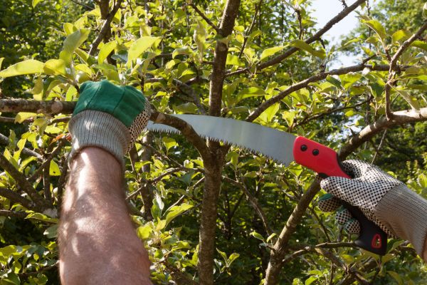 Apple Tree Trimming in South Bend