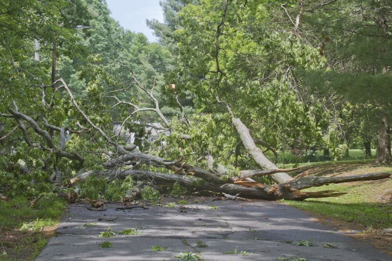 Fallen Tree on Sidewalk