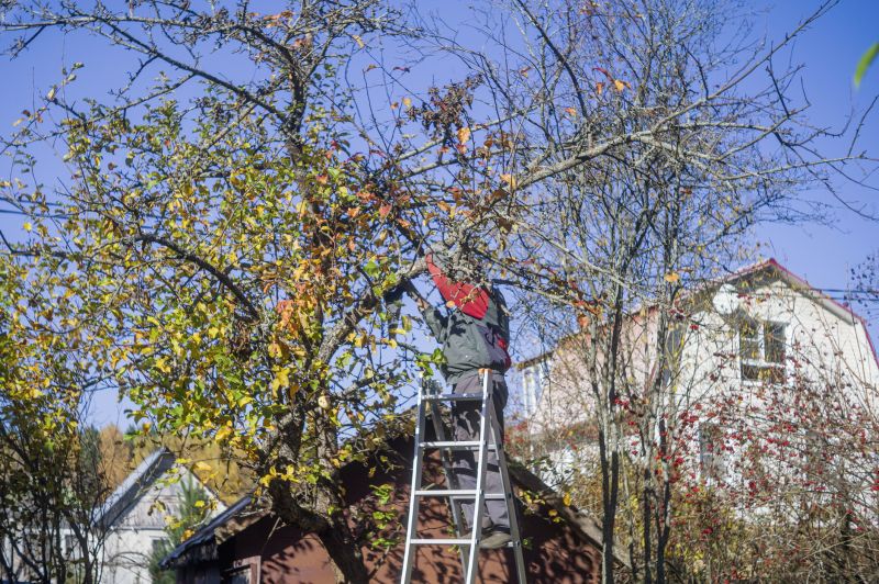 Tree Limb Trimming Service