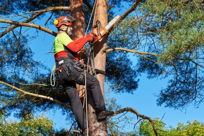 Commercial Tree Maintenance