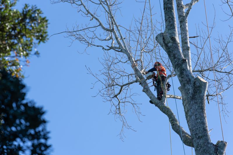 Tree Trimming in Action