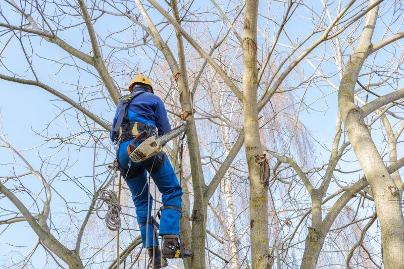 Overgrown Tree Before Trimming