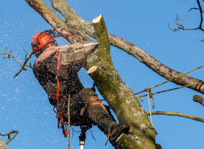 Tree Pruning Near Power Lines