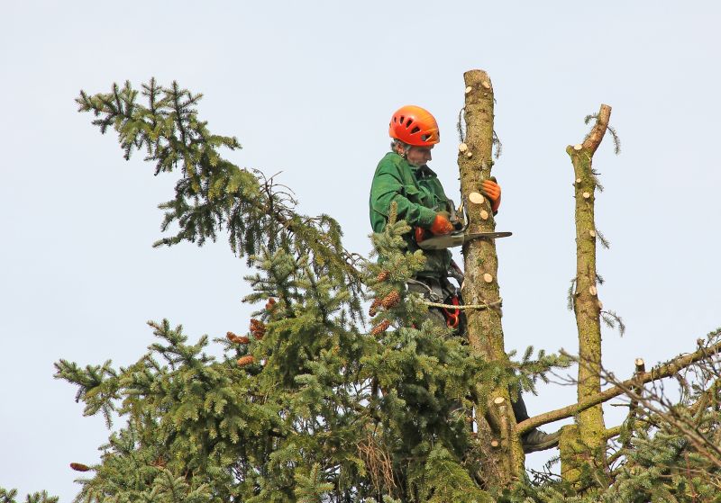 Professional Tree Trimming