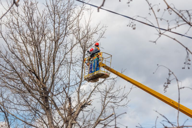 Seasonal Tree Maintenance